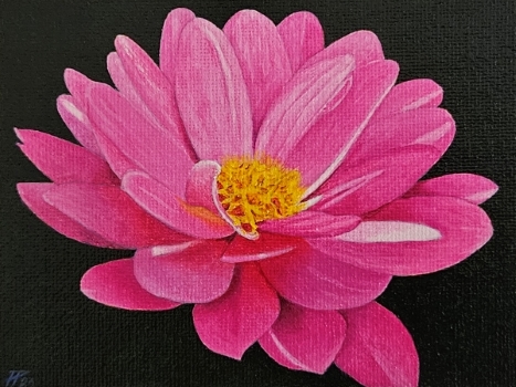 Flores 6